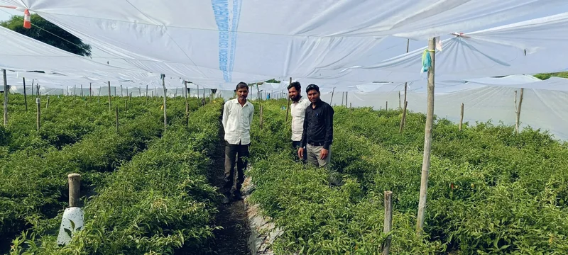 सेवा संकल्प अभियान कहानी बदलाव की मिर्च के उत्पादन से आत्मनिर्भर बने कृषक महेश