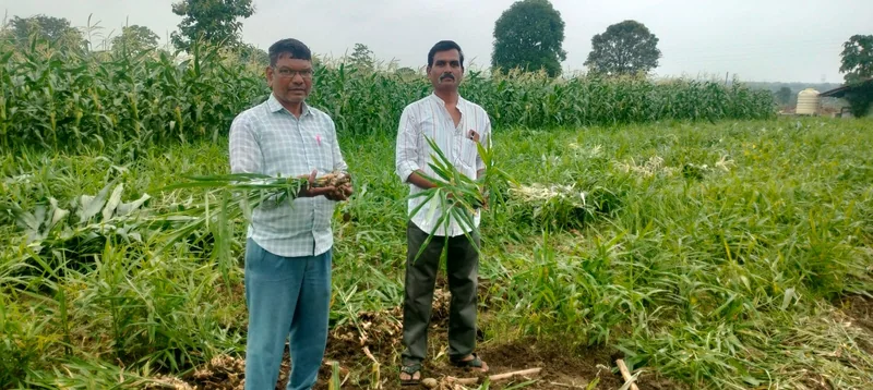 "कहानी बदलाव की" तकनीकी मार्गदर्शन ने बदली खेती की दिशा वैज्ञानिक सलाह और ड्रिप सिंचाई के साथ अदरक की खेती से…